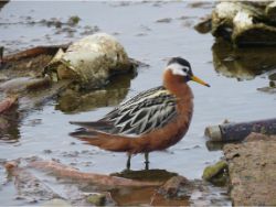 Red Phalarope